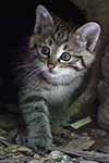 Wildkatze - Bayerischer Wald